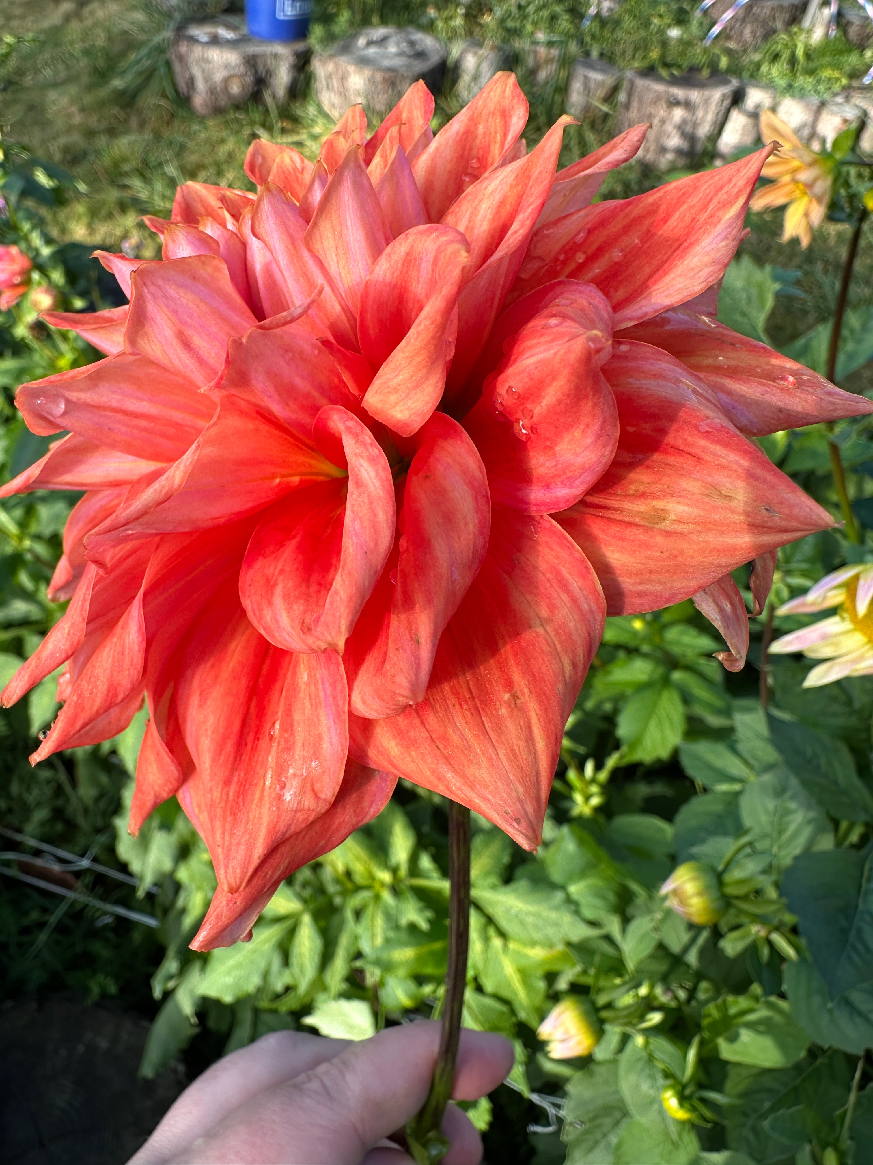 Cooper Blaine Dahlia Tuber