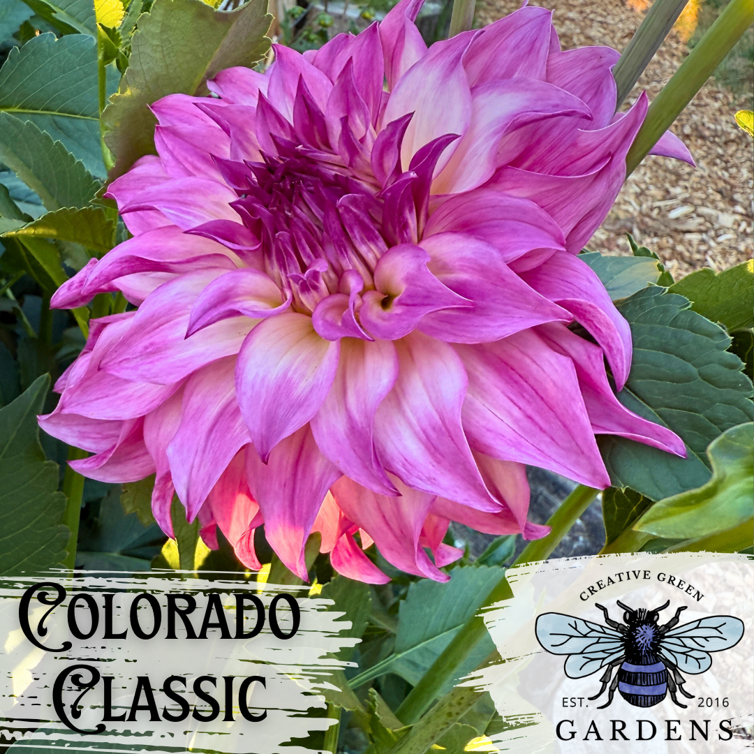 Colorado Classic pink and white informal decorative dahlia Creative Green Gardens