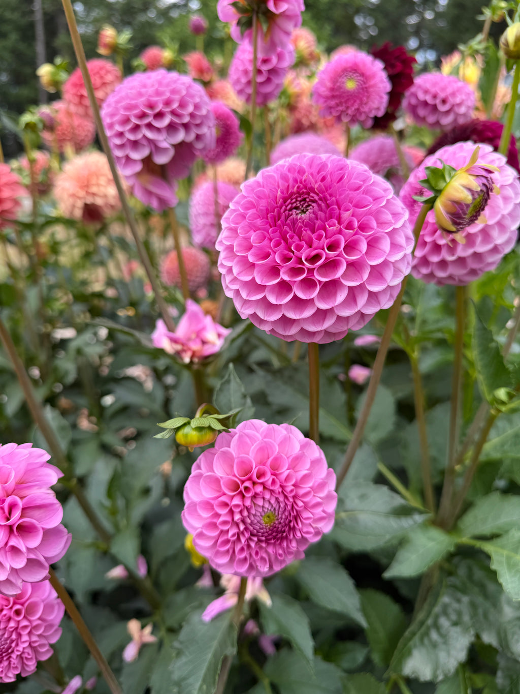 Sir Richard pink mini ball dahlias from Creative Green Gardens in Poulsbo, WA