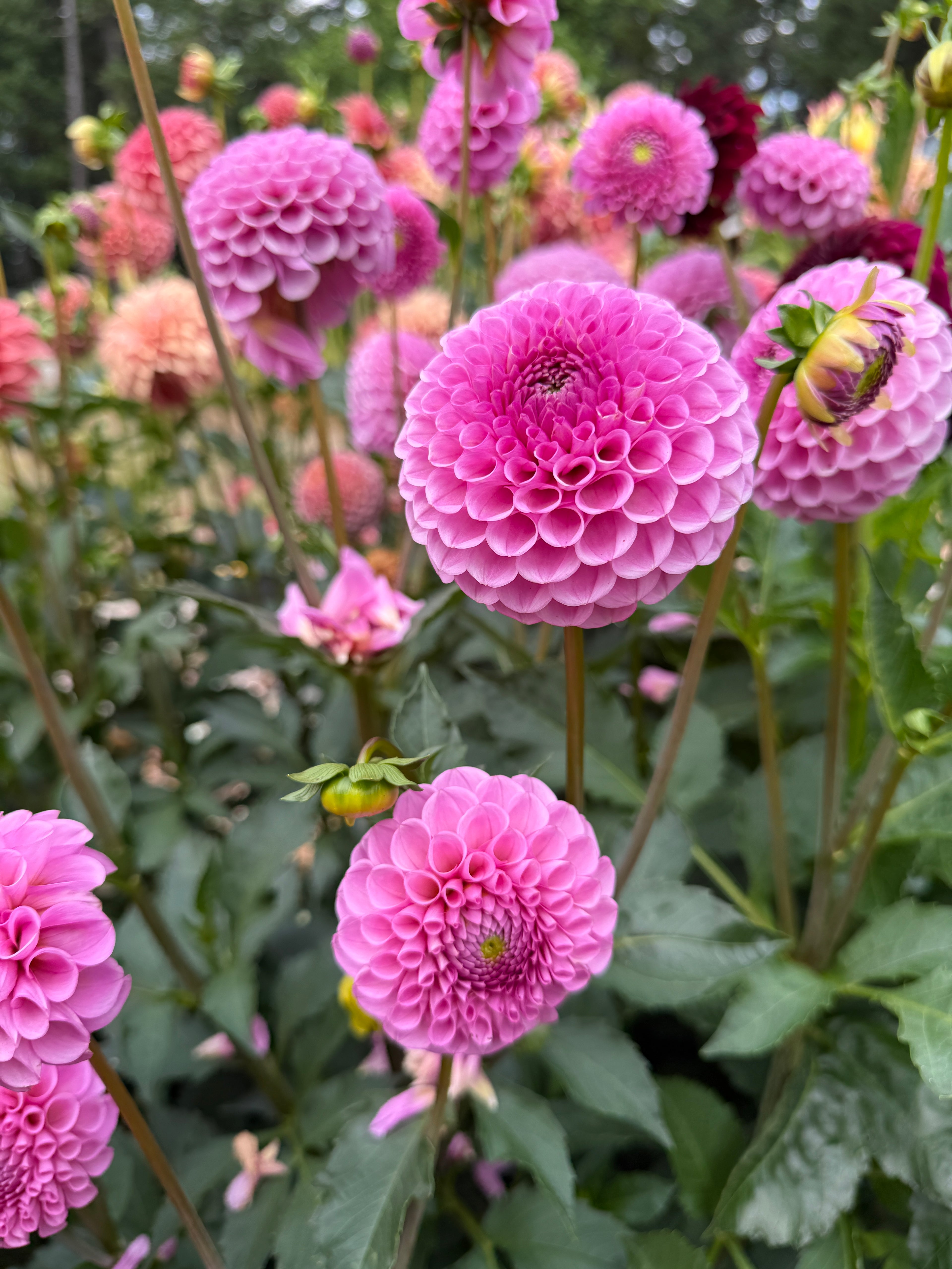 Sir Richard pink mini ball dahlias from Creative Green Gardens in Poulsbo, WA