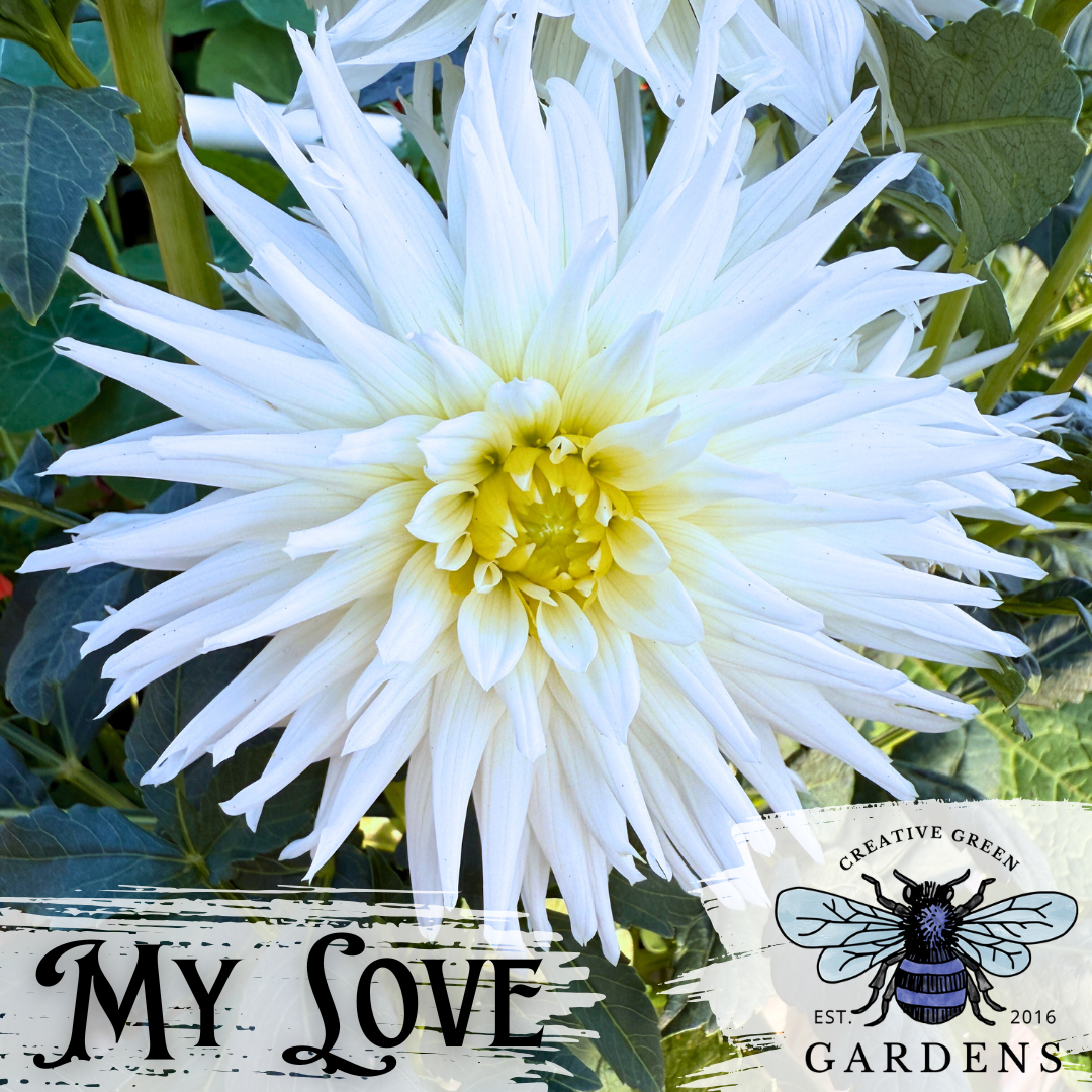 My Love white semi-cactus dahlia from Creative Green Gardens