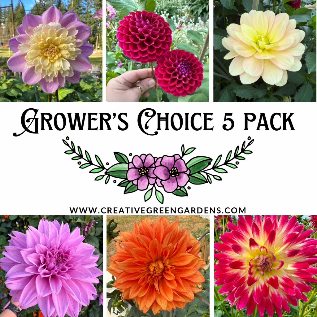“Grower’s Choice 5 Pack” featuring images of 7 different kinds dahlias - Take Off, Amy Cave, Ivanetti, Day Dreamer, Lilac Time, Neon Splendor and Carissa Shirley’s Favorite. Www.creativegreengardens.com