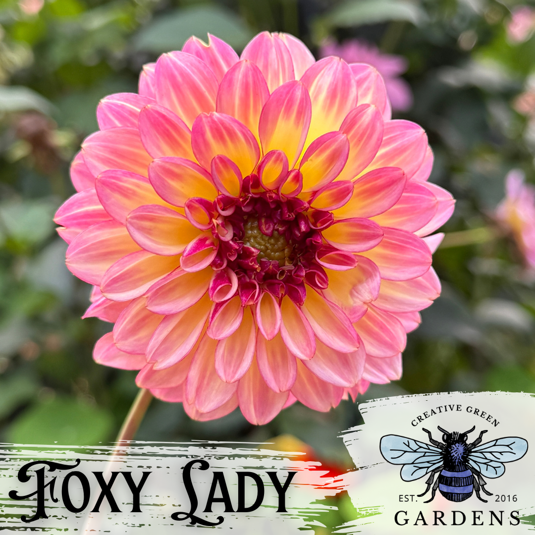 Pink and yellow formal decorative dahlia "Foxy Lady" from Creative Green Gardens