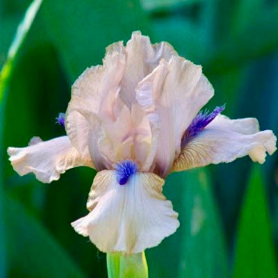 Concertina Reblooming Iris Rhizome