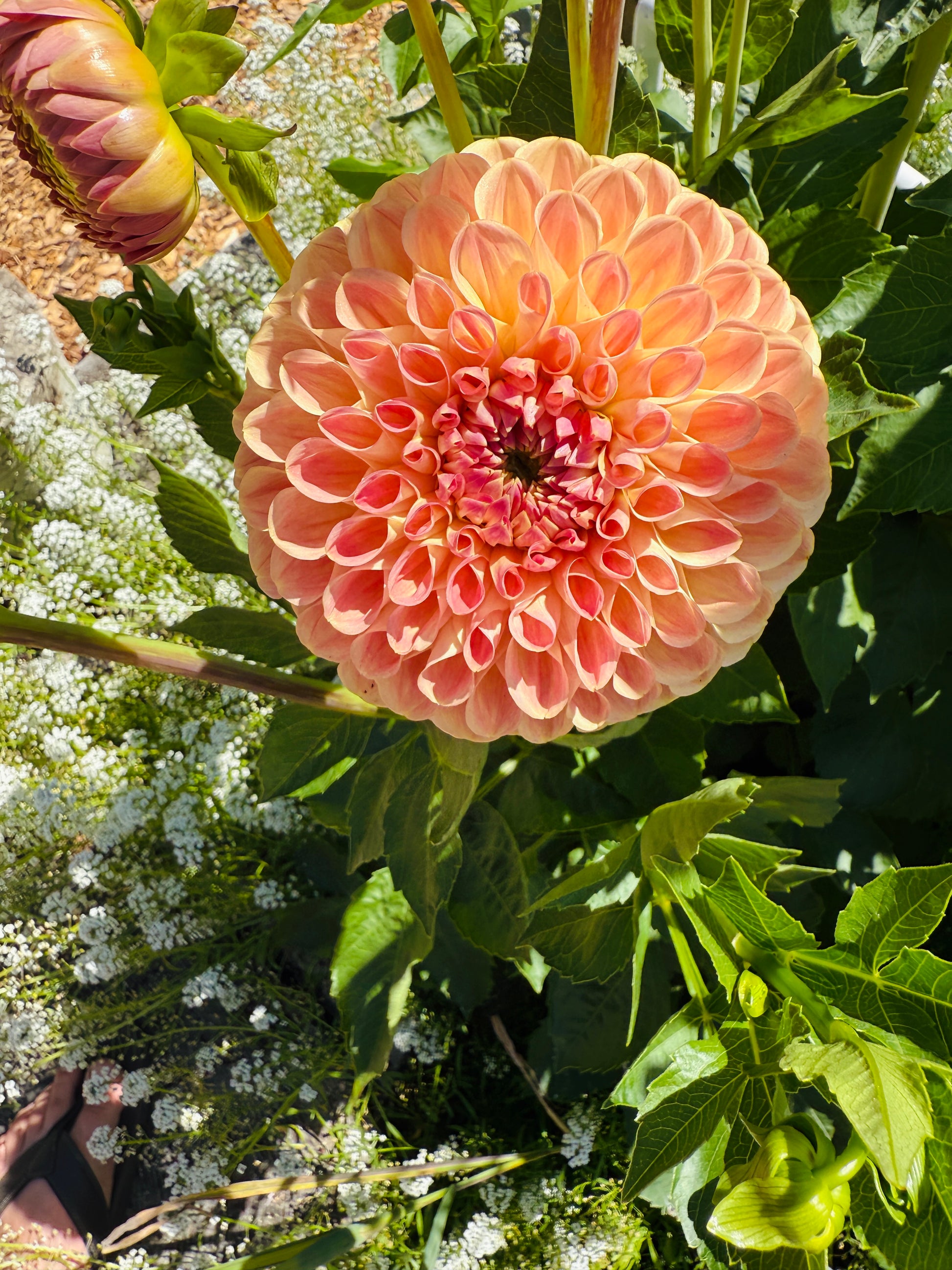 Clearview Peachy Dahlia flower