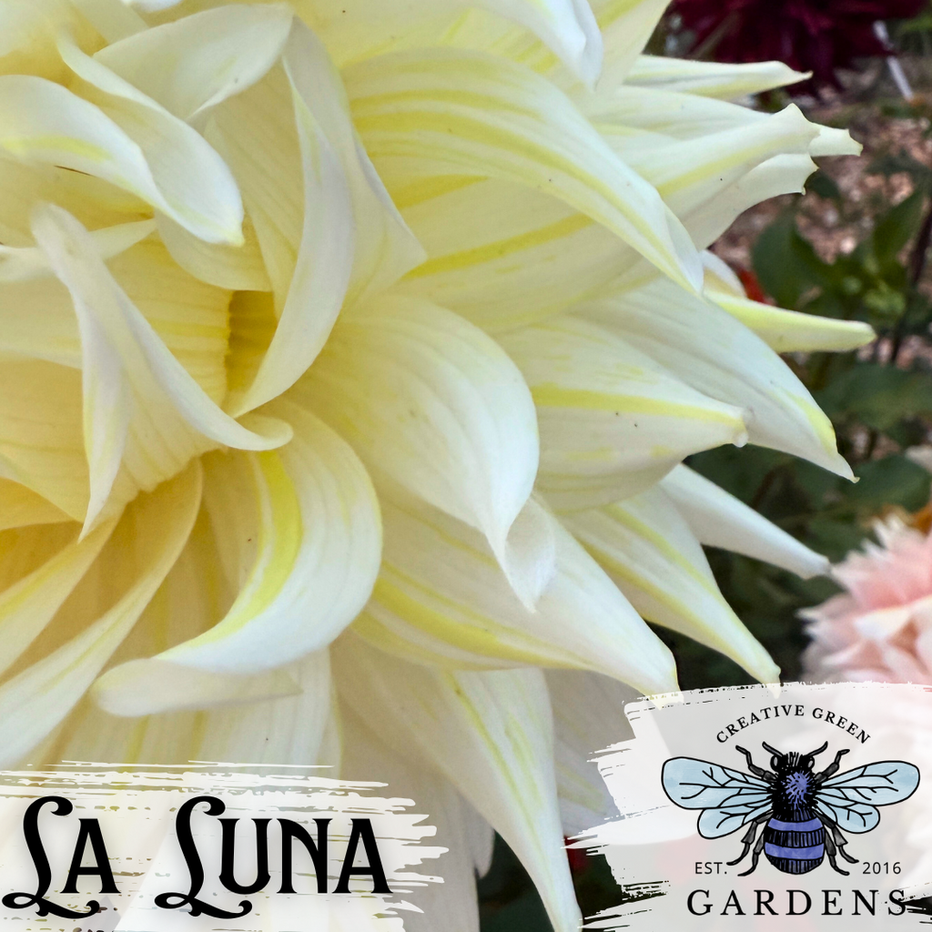 La Luna dahlia petals close up