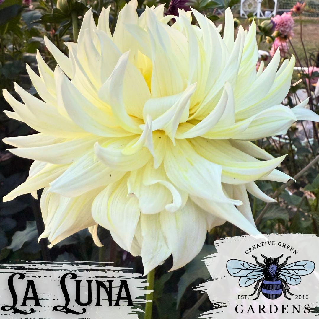 La Luna dahlia