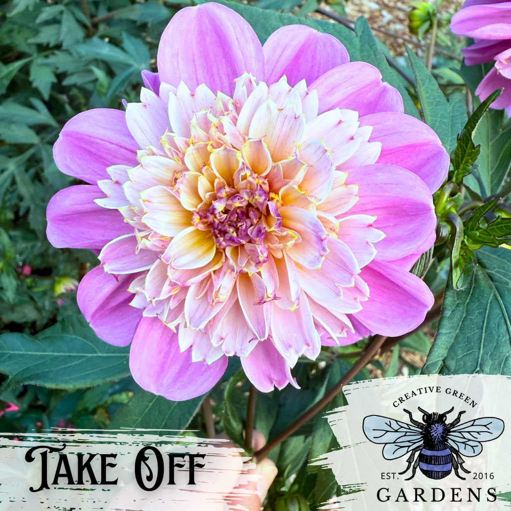 Take Off dahlia with pink outer petals and pink and yellow center from Creative Green Gardens 