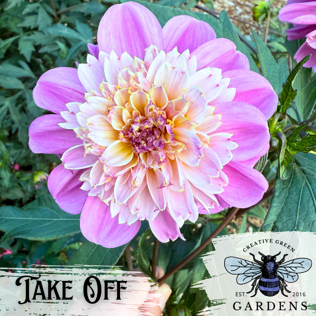 Take Off dahlia with pink outer petals and pink and yellow center from Creative Green Gardens 