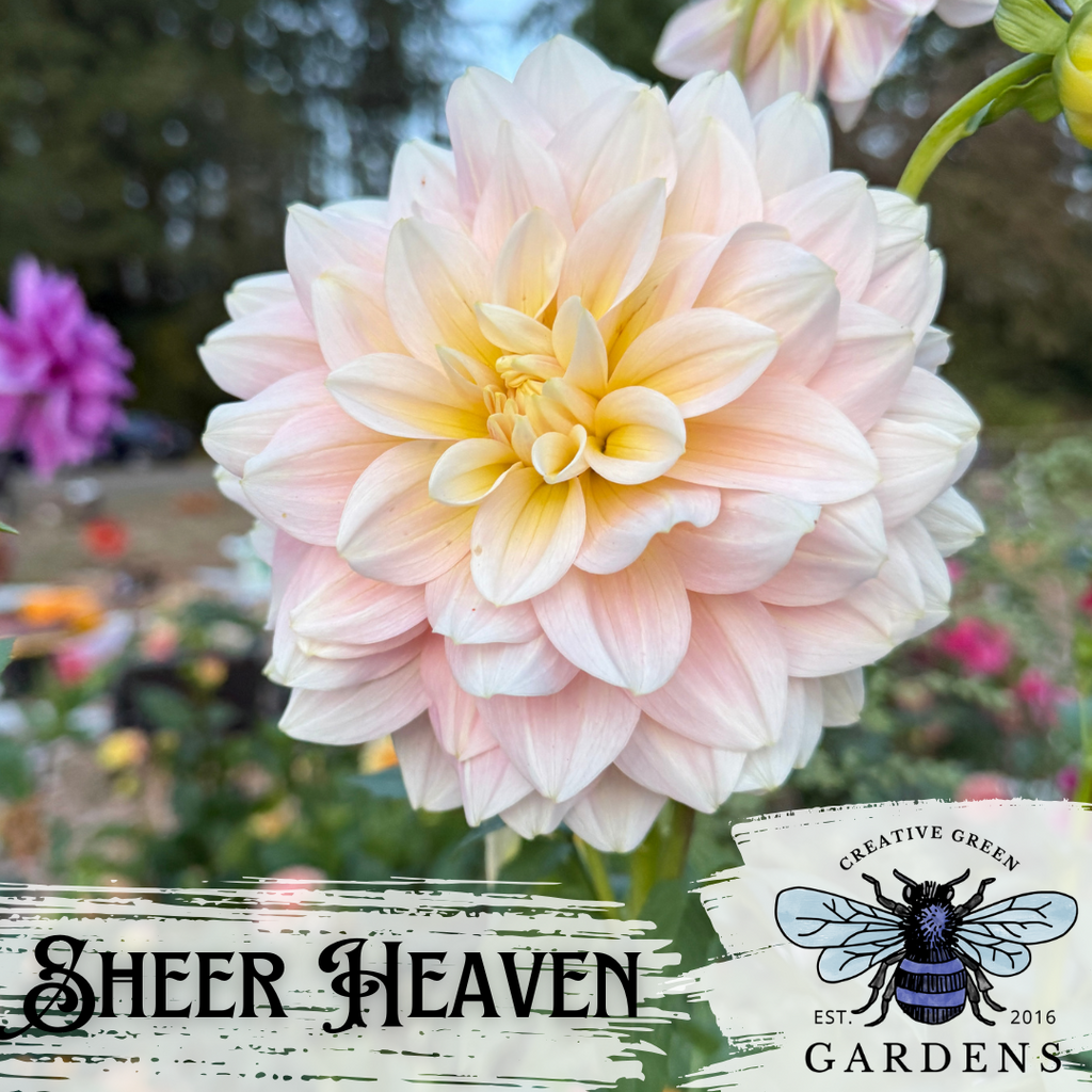 Sheer Heaven pastel dahlia from Creative Green Gardens 