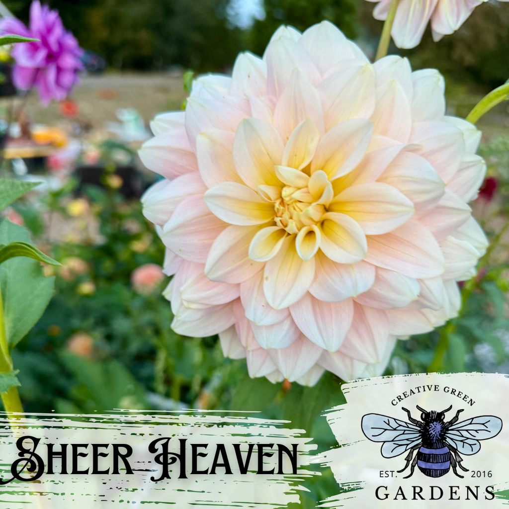 Light pink and cream dahlia “Sheer Heaven” from Creative Green Gardens in Poulsbo, WA