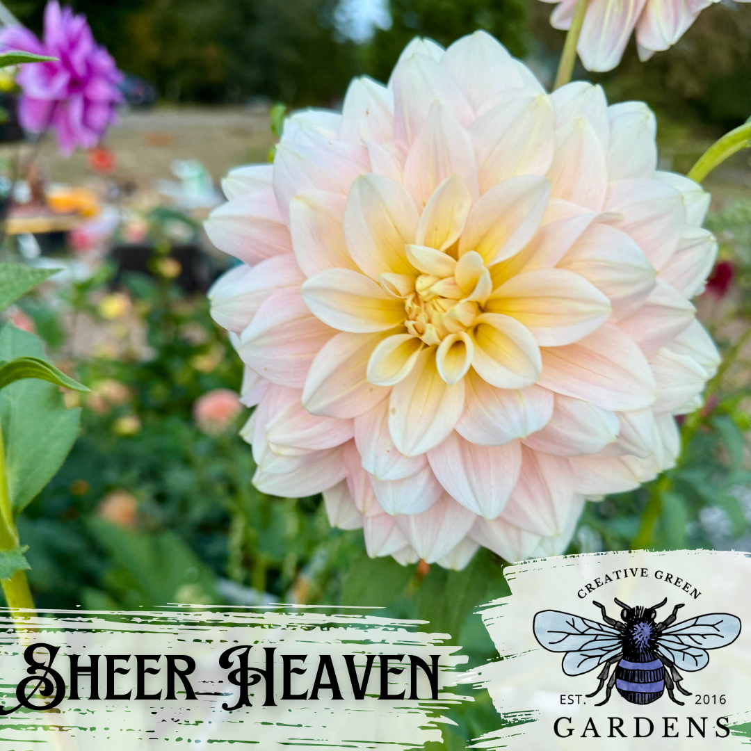 Light pink and cream dahlia “Sheer Heaven” from Creative Green Gardens in Poulsbo, WA