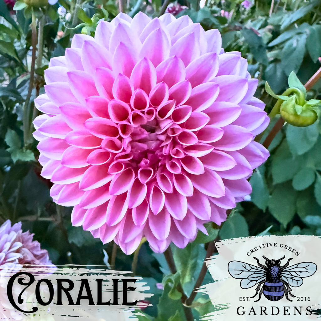 Coralie pink Formal Decorative Dahlia from Creative Green Gardens