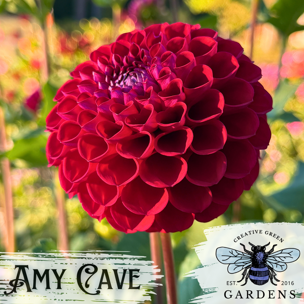 Amy Cave Dahlia tuber flower from Creative Green Gardens in Poulsbo, WA