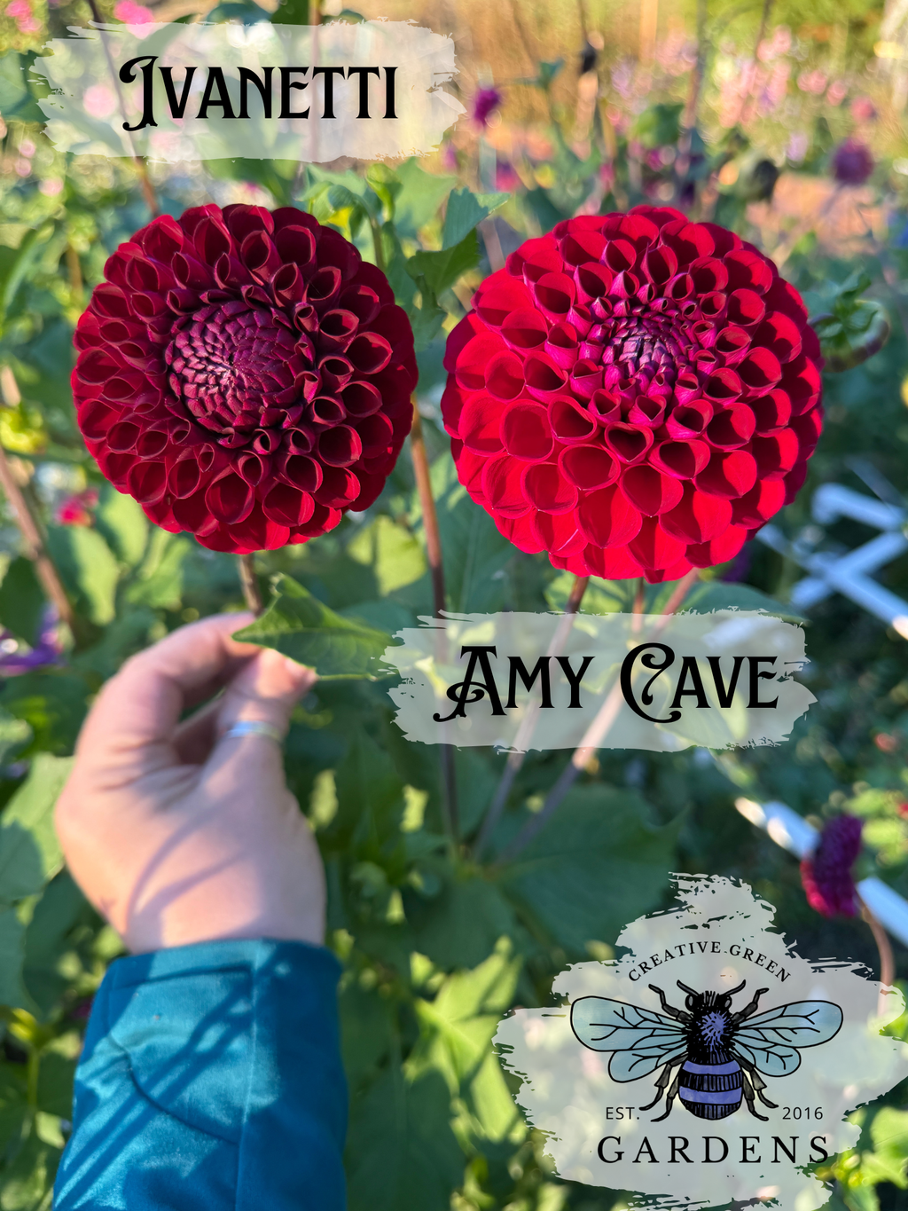 Compare Ivanetti to Amy Cave red ball dahlias from Creative Green Gardens