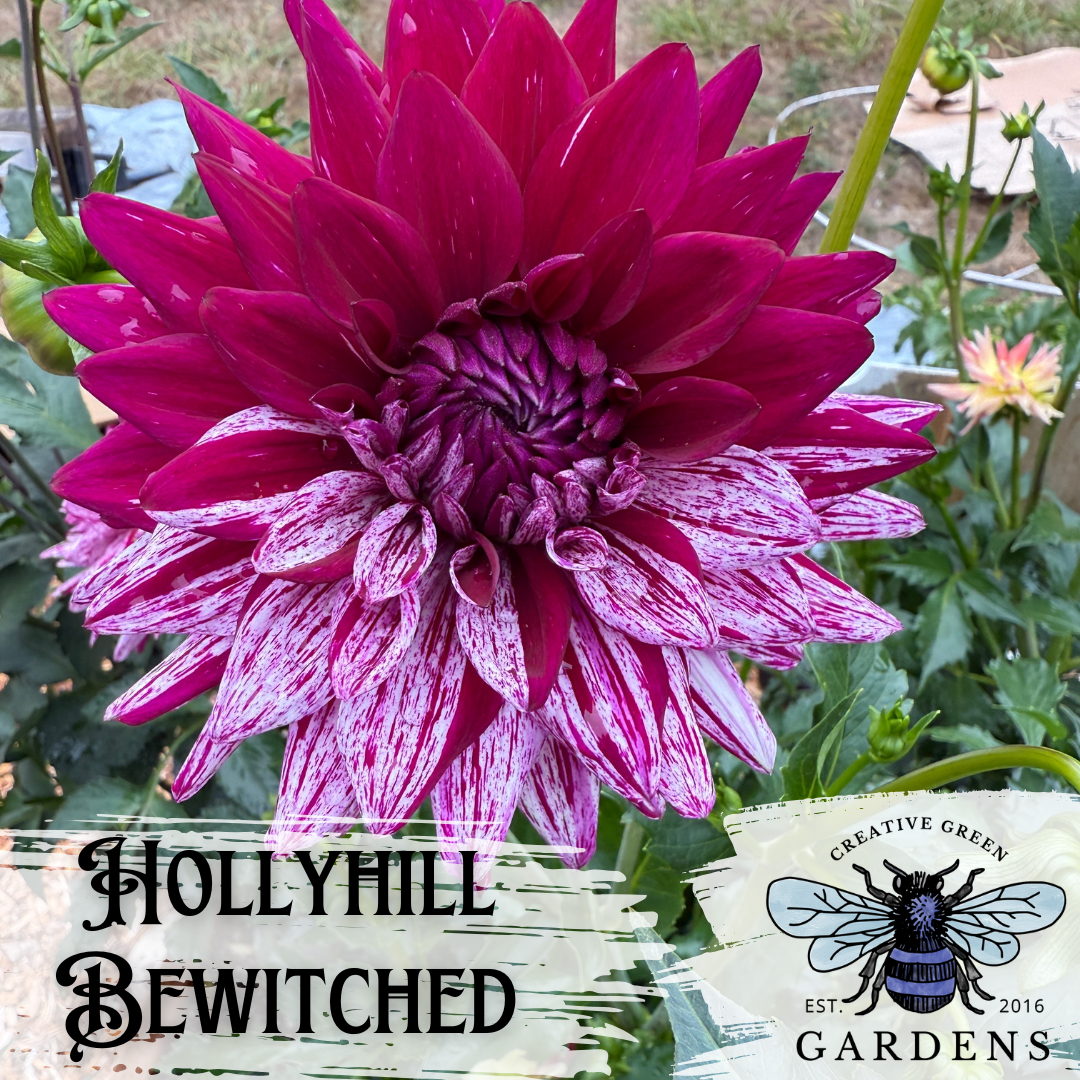 Hollyhill Bew inches dahlia with split coloring from Creative Green Gardens
