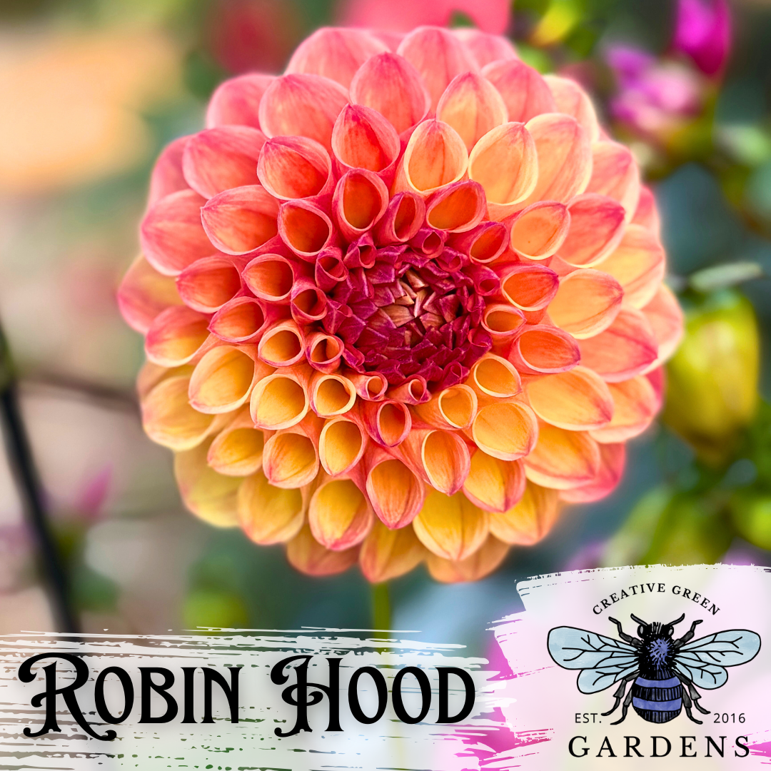 Robin Hood pink and orange mini ball dahlia flower from Creative Green Gardens  