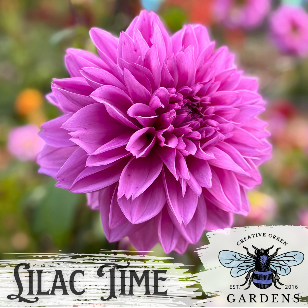 Lilac Time (a Thomas Edison sport) dinnerplate dahlia flower from Creative Green Gardens