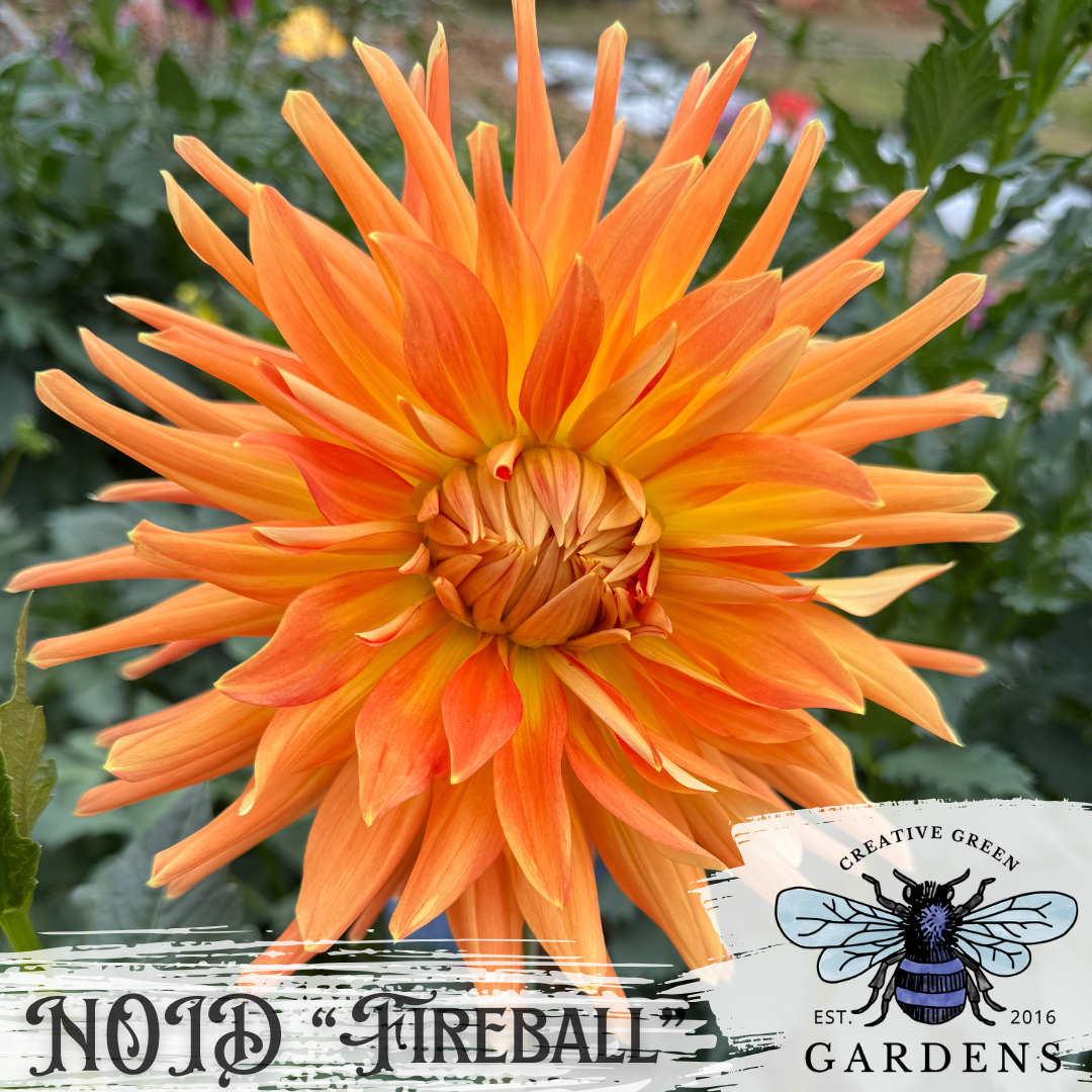 Bright orange and yellow semicactus dahlia labeled “NOID Fireball” whose true identity is unknown.