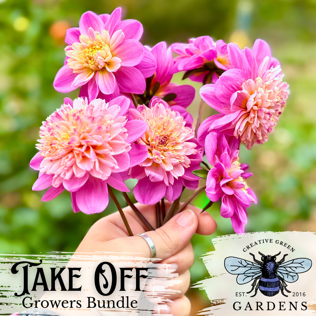 Take Off Growers Bundle - A small bouquet of Take Off Dahlias flowers being held up in front of the beds at Creative Green Gardens in Poulsbo, WA