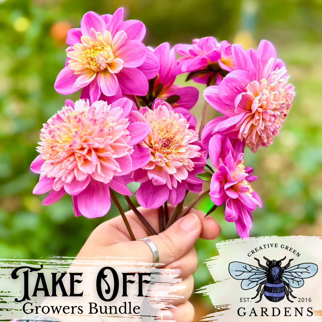 Take Off Growers Bundle - A small bouquet of Take Off Dahlias flowers being held up in front of the beds at Creative Green Gardens in Poulsbo, WA