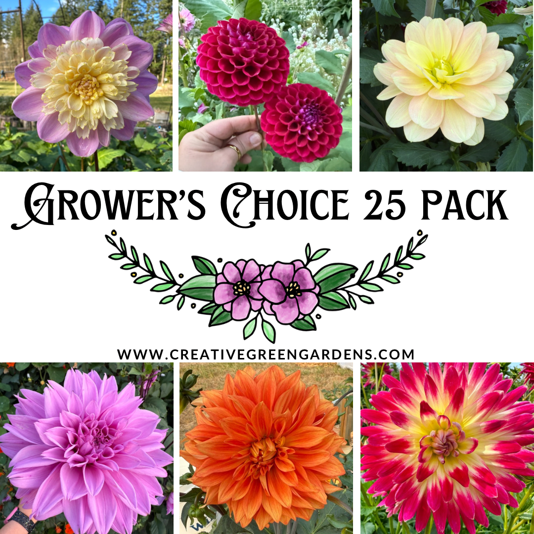 Grower’s Choice 25 Pack of Dahlia Tubers