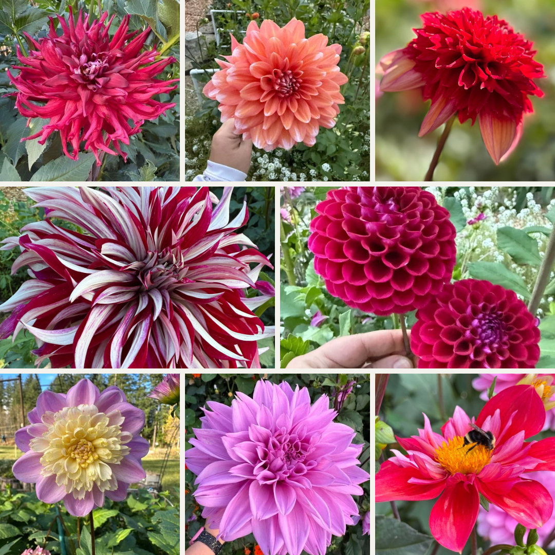50 Mixed Dahlia Seeds