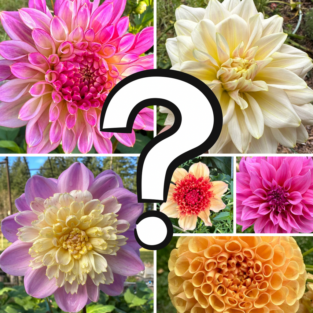 Mystery Dahlia Tuber