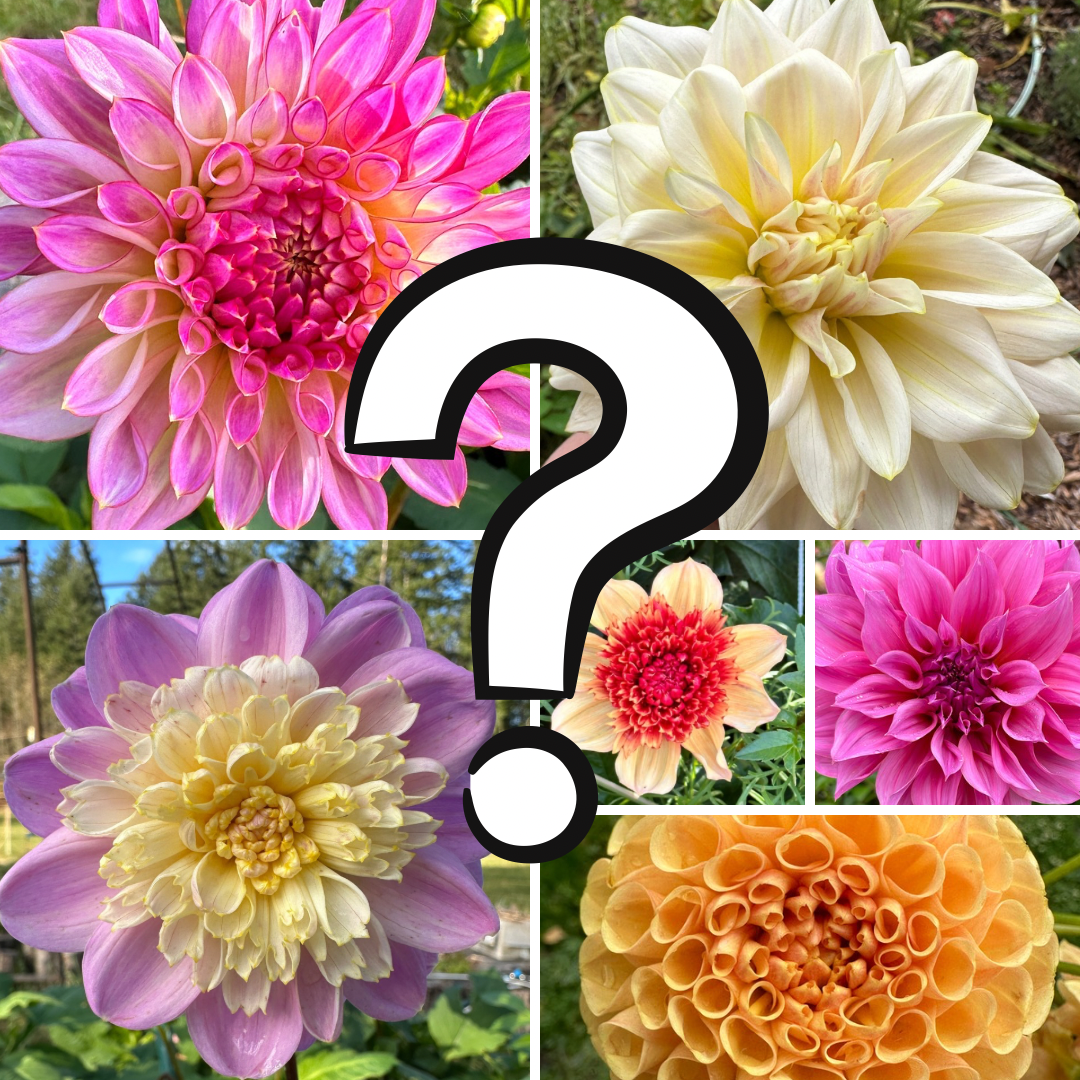 Mystery Dahlia Tuber