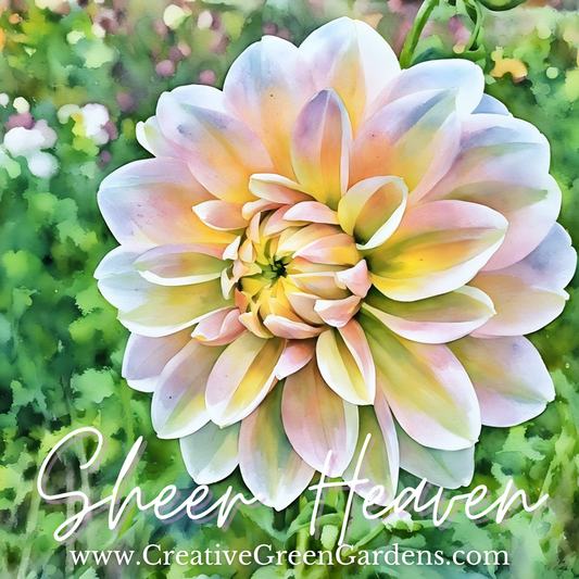 Sheer Heaven Dahlia Tuber