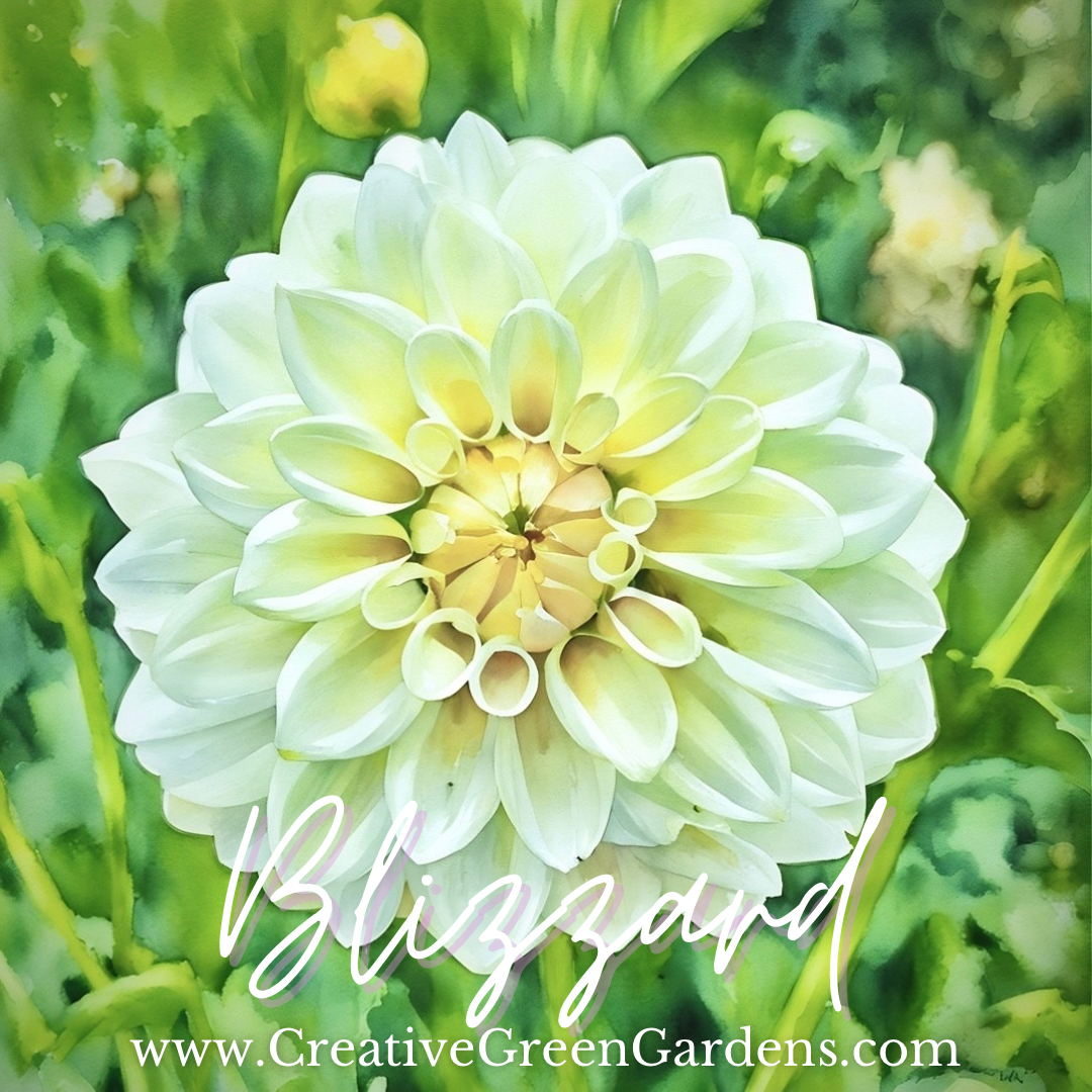Blizzard Dahlia Tuber