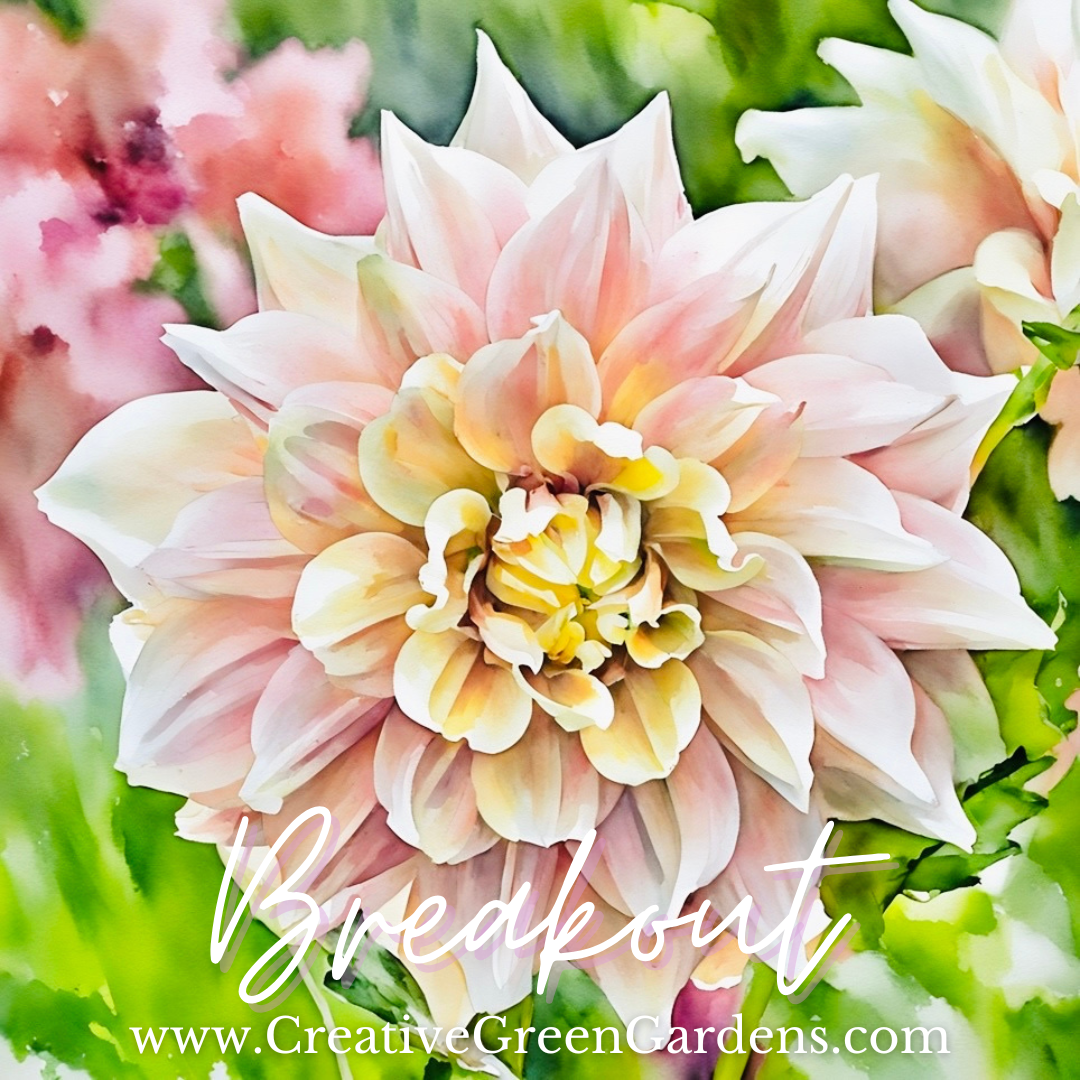 Breakout Dahlia Tuber