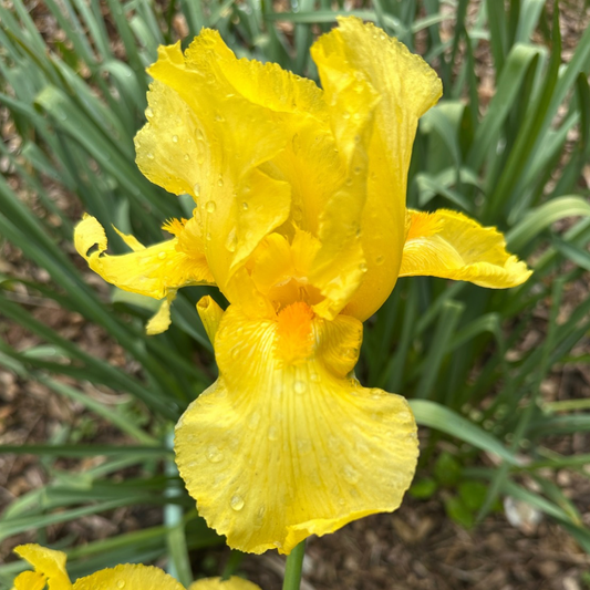 NOID Yellow Tall Bearded Iris Rhizome
