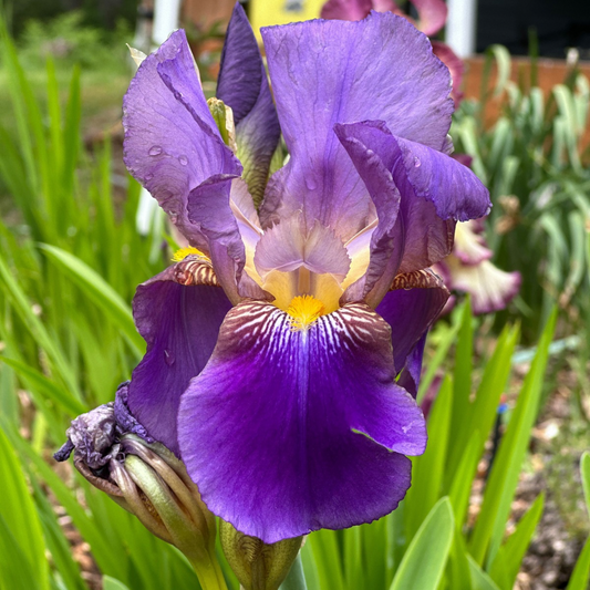 NOID Purple Tall Bearded Iris Rhizome