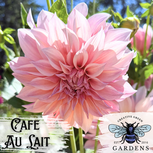 Cafe Au Lait (CAL) dahlia (cream and pink informal decorative dahlia) from Creative Green Gardens in Poulsbo, WA
