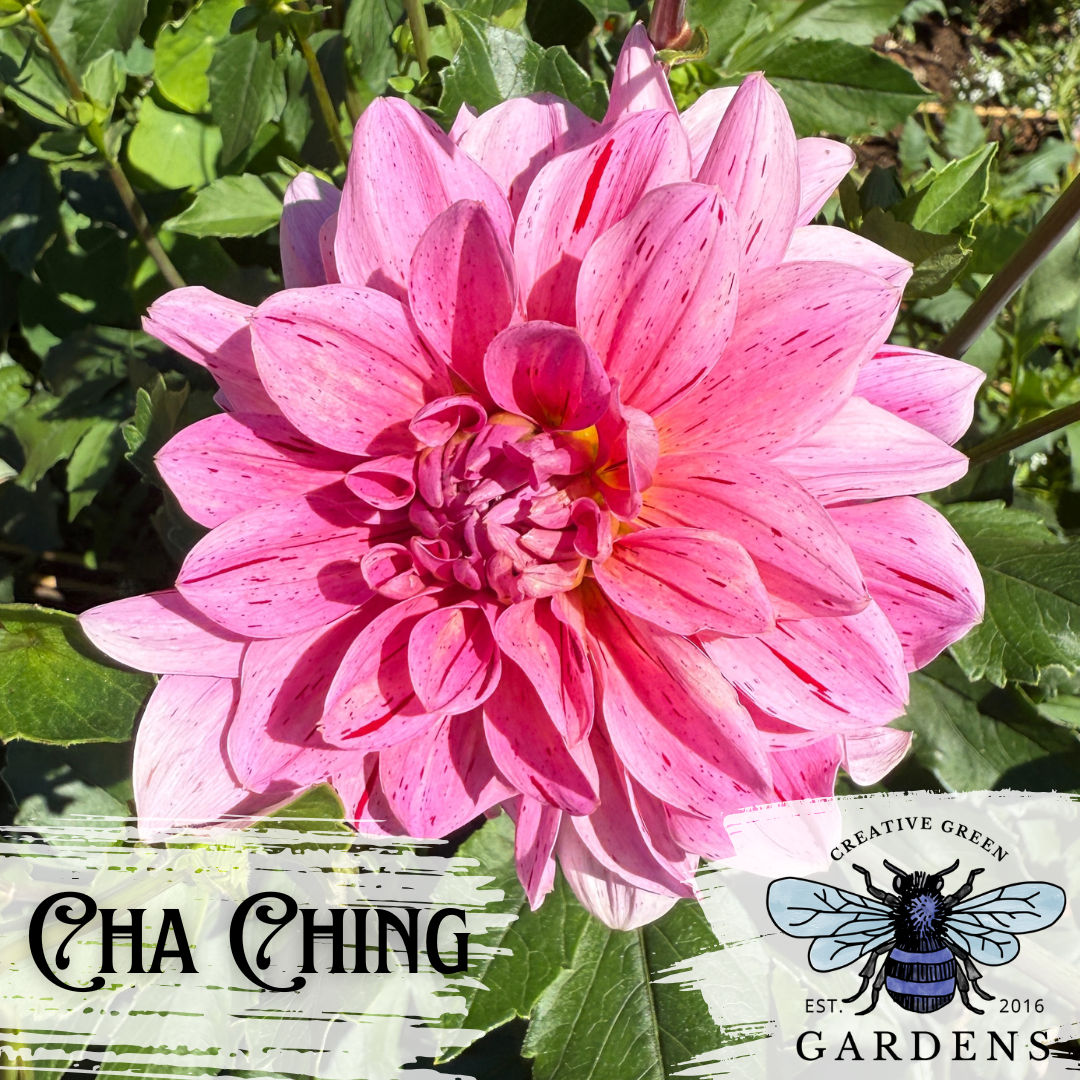 Cha Ching Dahlia Tuber
