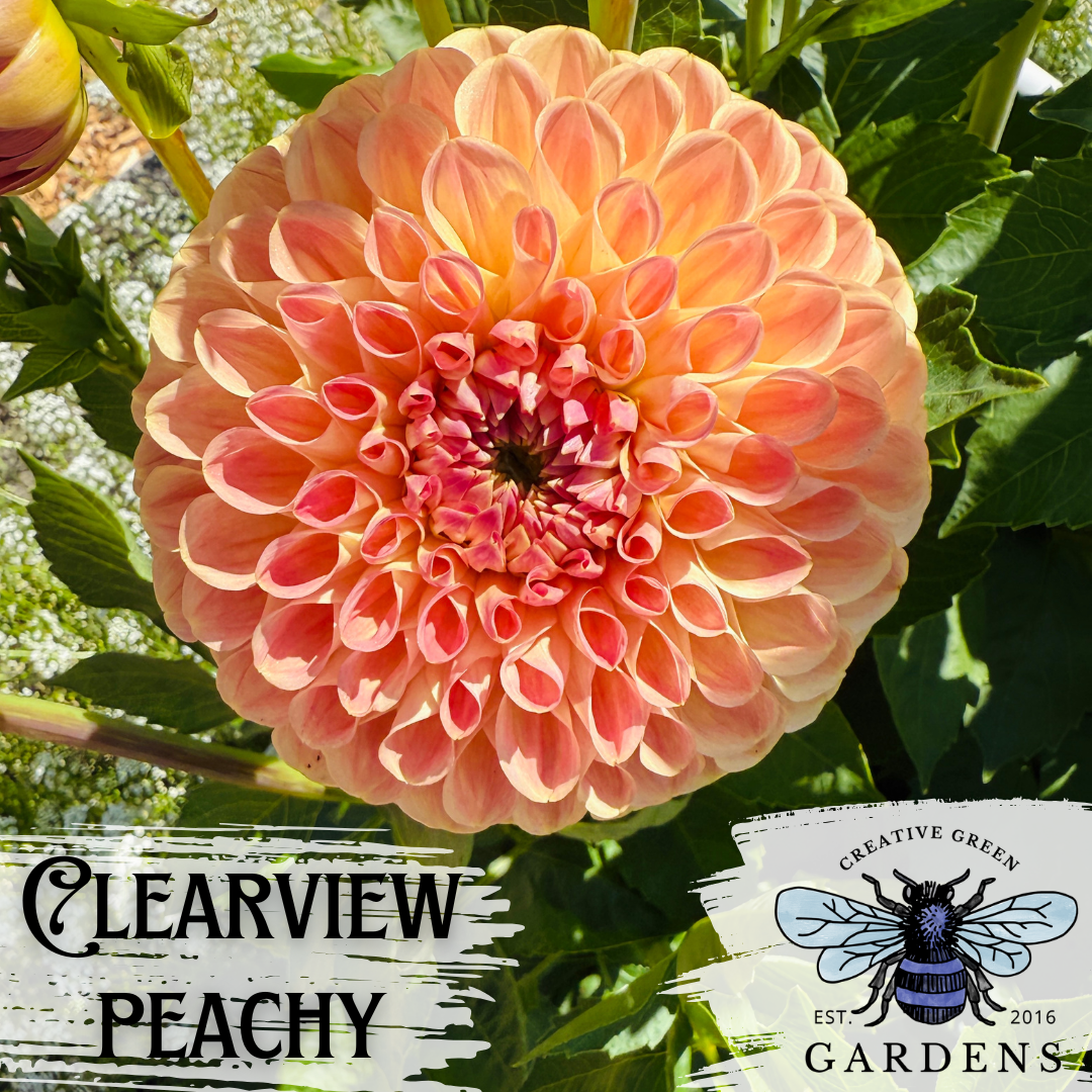 Clearview Peachy Dahlia Tuber
