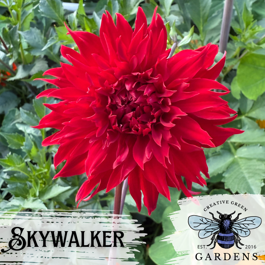 Skywalker - a bright red informal decorative dahlia with pointy petal tips - from Creative Green Gardens in Poulsbo, WA