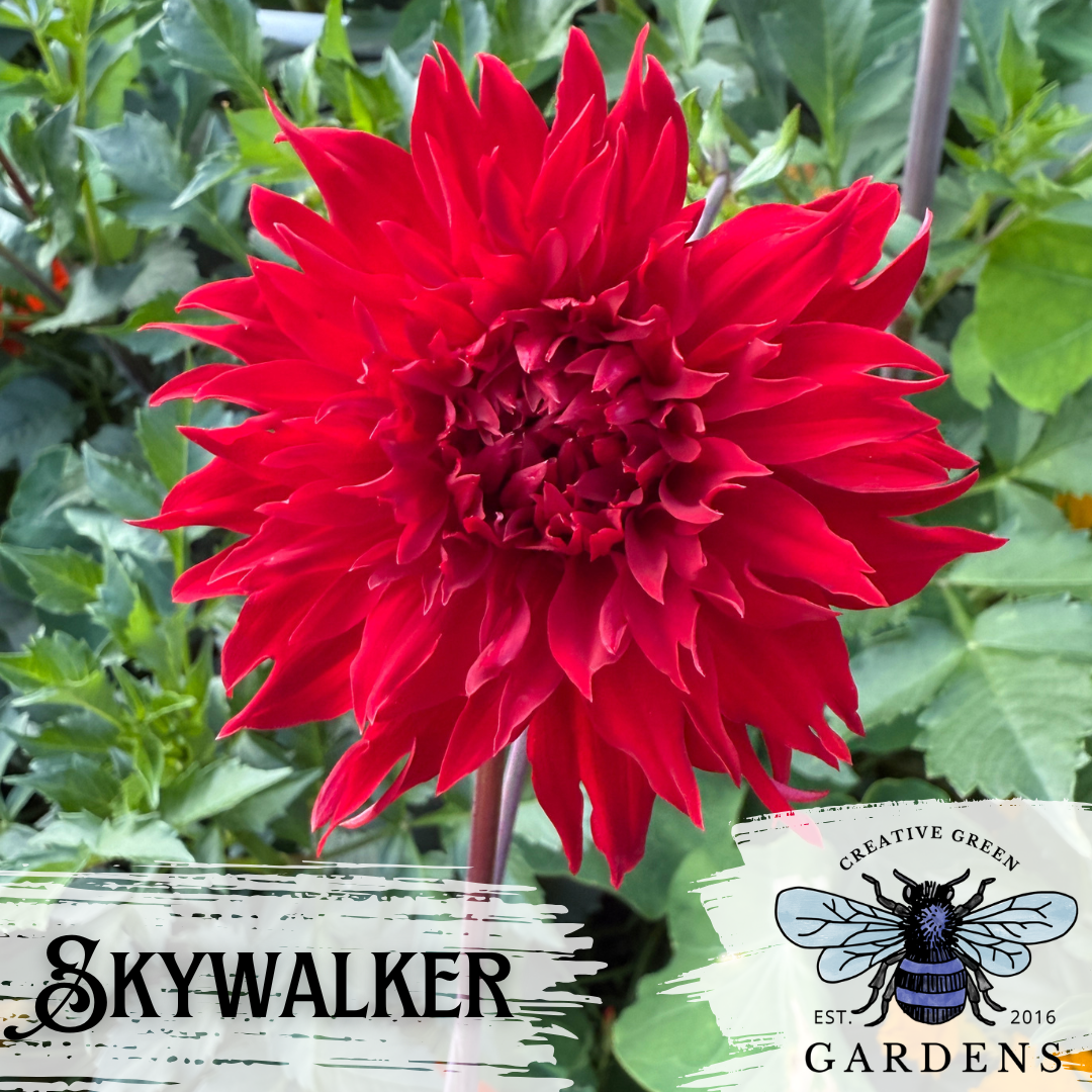 Skywalker - a bright red informal decorative dahlia with pointy petal tips - from Creative Green Gardens in Poulsbo, WA