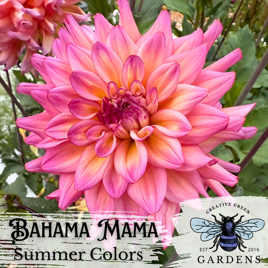 Bahama Mama Dahlia - a pink and yellow medium sized dahlia with lightly curved petals from Creative Green Gardens in Poulsbo, WA.