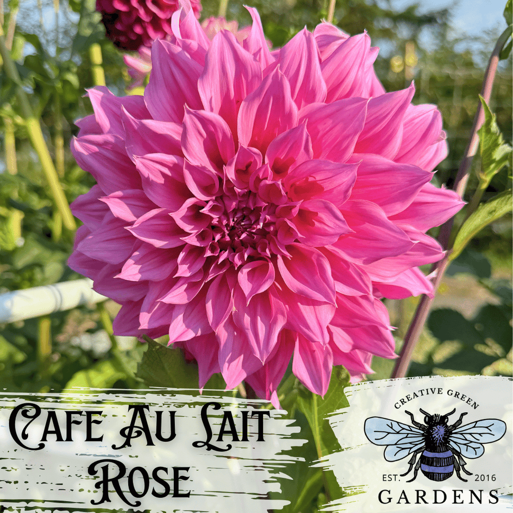 Cafe Au Lait Rose Dahlia Tuber
