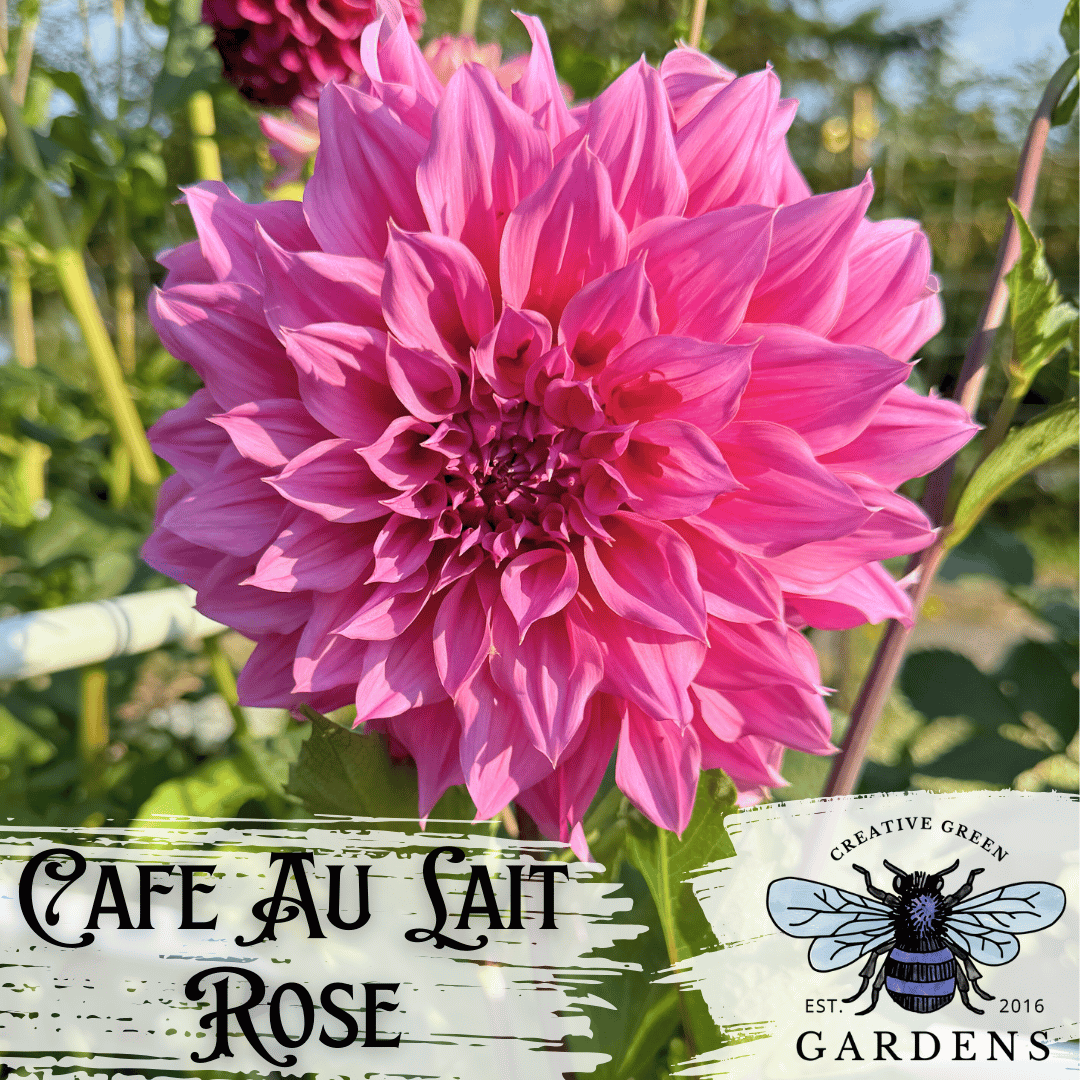 Cafe Au Lait Rose Dahlia Tuber