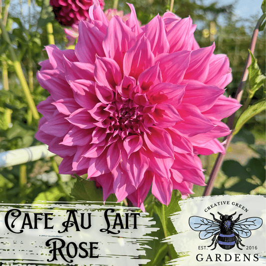 Cafe Au Lait Rose Dahlia Tuber