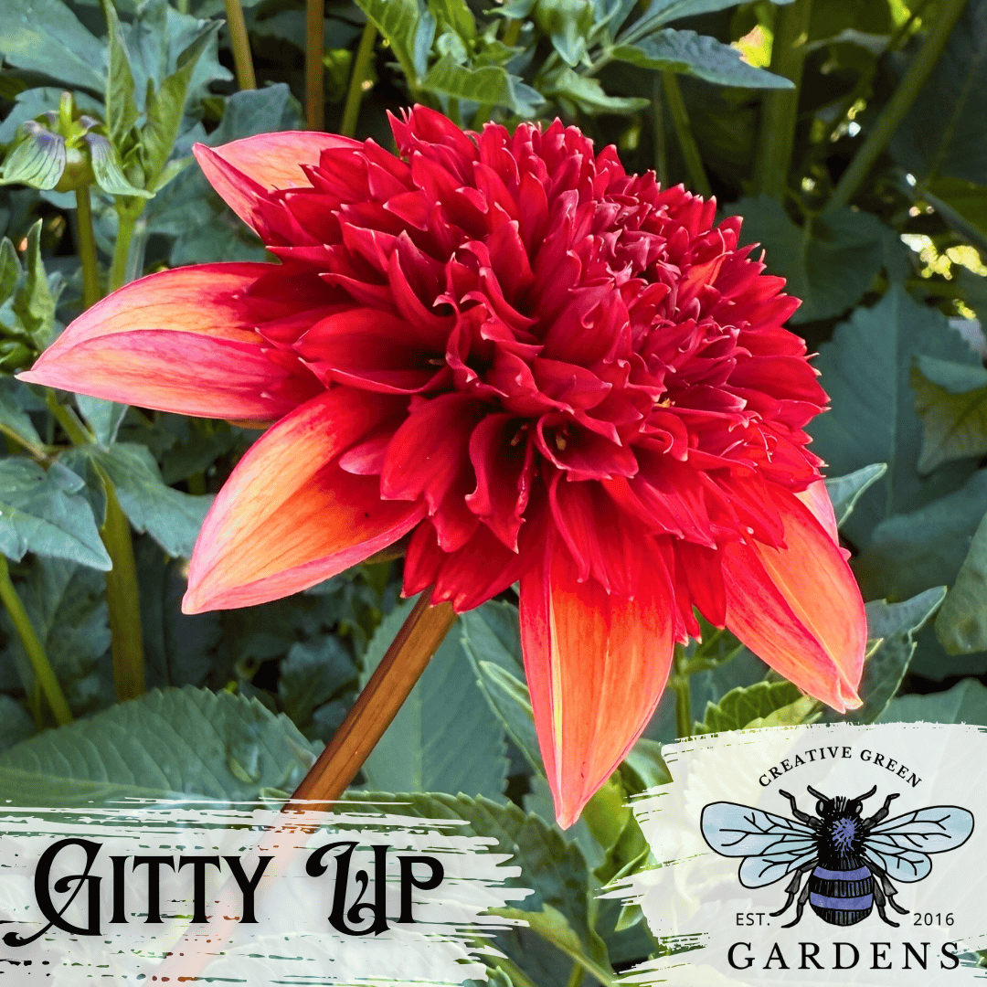 Gitty Up dahlia side profile- an orange puffball anemone flower from Creative Green Gardens