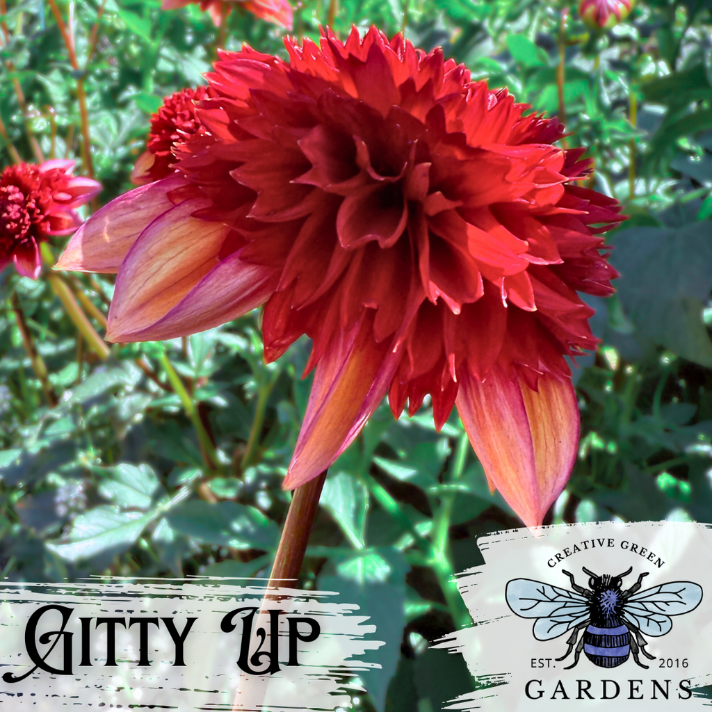 Side profile of orange Gitty Up anemone dahlia from Creative Green Gardens 