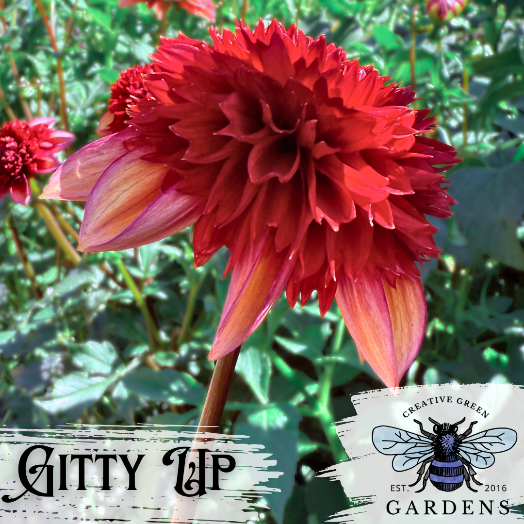 Side profile of orange Gitty Up anemone dahlia from Creative Green Gardens 