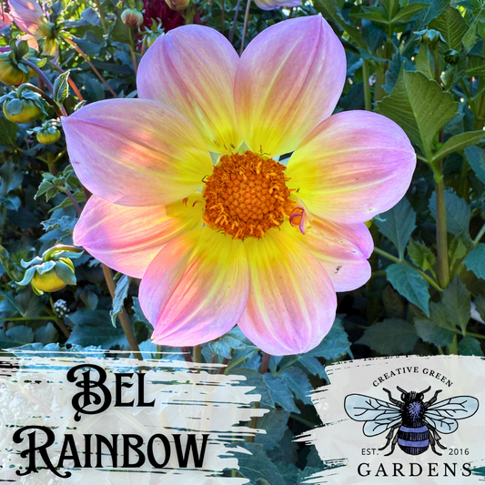 Bel Rainbow pink, lavender and yellow single dahlia