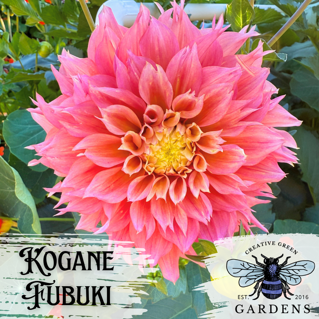Kogane Fubuki lacinated dahlia from Creative Green Gardens