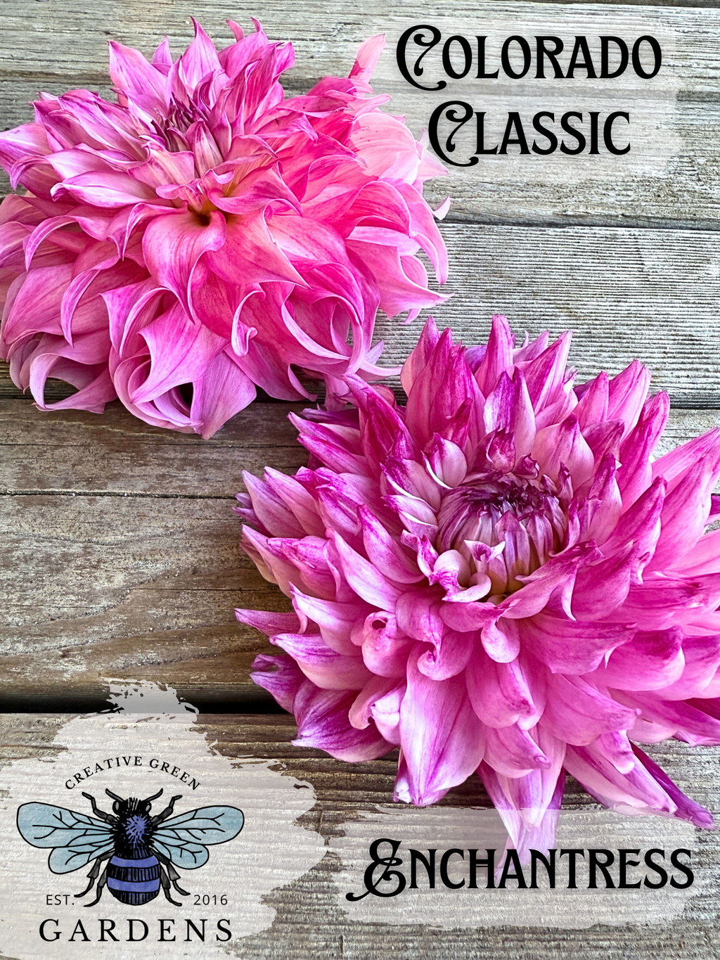 Compare Colorado Classic vs Enchantress dahlias