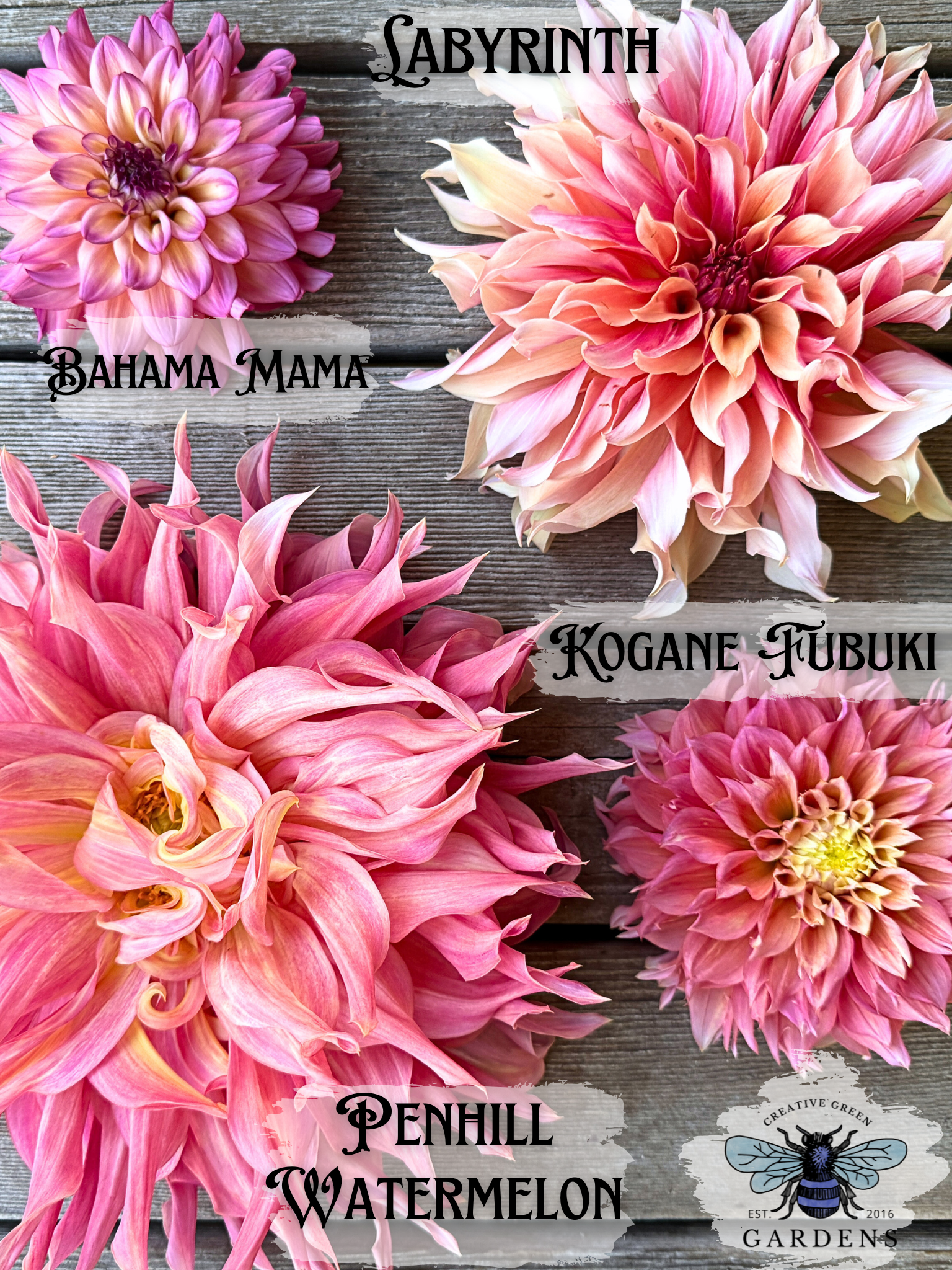 Pink and yellow dahlia comparison- differences between Bahama Mama, Labyrinth, Penhill Watermelon and Kogane Fubuki by Creative Green Gardens